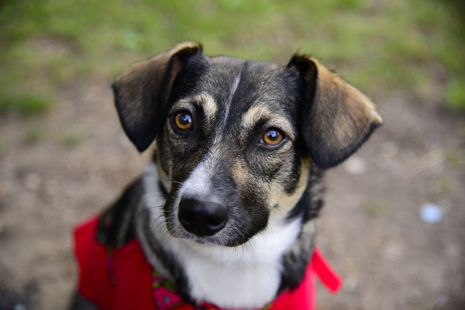 Close-up of a young, mixed-breed dog with a brindle coat, predominantly black and tan, featuring white markings on its face and chest. The dog has expressive amber eyes, floppy ears, and a black nose,