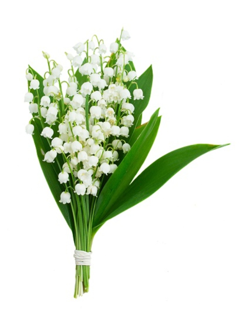 flowers / exceptional flowers flowers / blooming flowers